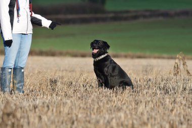 İtaatkar siyah Labrador