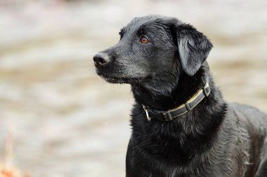 Islak siyah Labrador