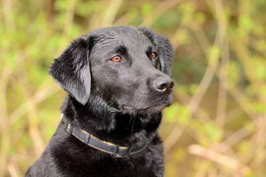 siyah labrador Retriever portresi