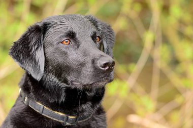 Siyah labrador portre