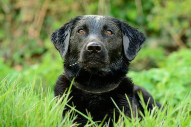 Siyah labrador portre