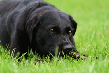 Siyah labrador 