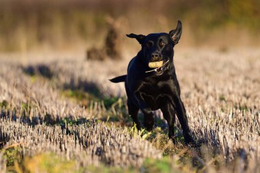 Siyah Labrador bir tarlada oynuyor