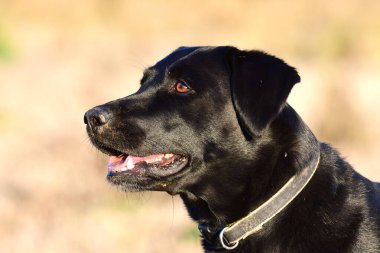 Labrador Retriever kafasından vurdu.