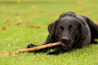 Siyah labrador portre
