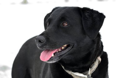 Kara labrador