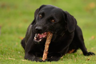 Çubuklu Kara Labrador
