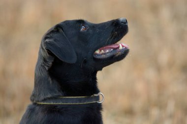 Siyah labrador