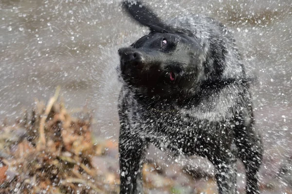 Labrador preto molhado — Fotografia de Stock