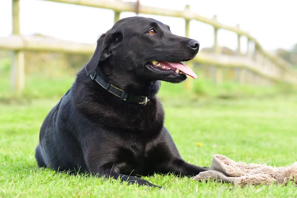 Labrador negro —  Fotos de Stock