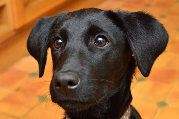 Svart labrador hundvalp — Stockfoto