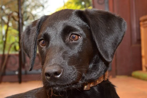 Černý labrador štěně — Stock fotografie