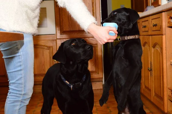 Black Labrador puppy eating a yoghurt