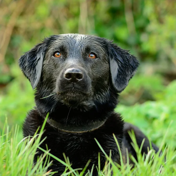 Siyah labrador portre