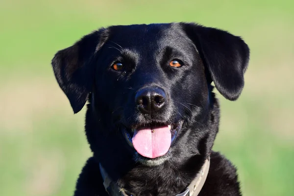 Fekete labrador — Stock Fotó