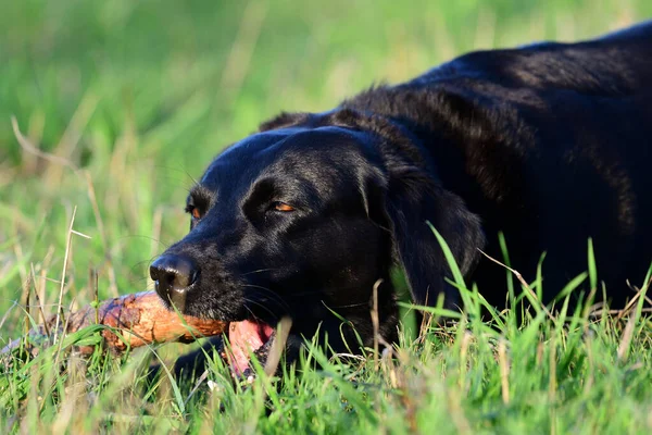 Zwarte labrador — Stockfoto