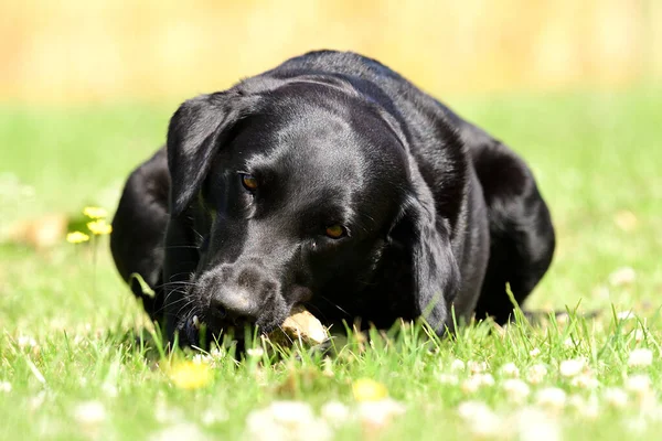 Svart labrador porträtt — Stockfoto