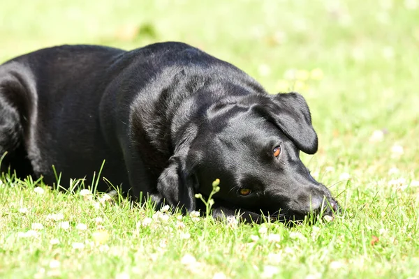 Zwarte labrador — Stockfoto