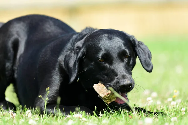 Zwarte labrador — Stockfoto