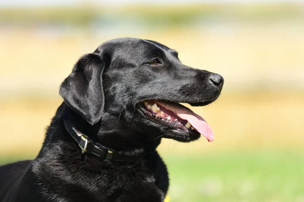 Porträt eines schwarzen Labrador Retrievers — Stockfoto