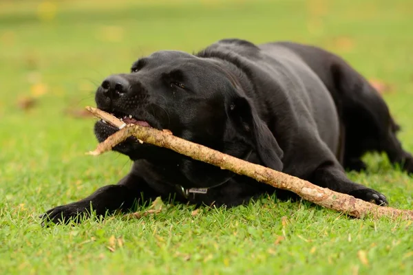 Black labrador-portret — Stockfoto