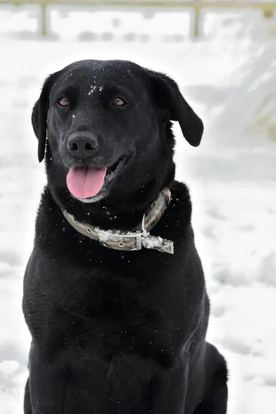 Labrador nero nella neve — Foto Stock