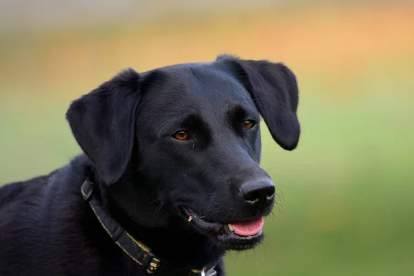 Fekete labrador retriever — Stock Fotó