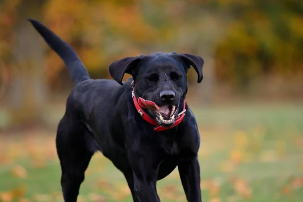 Laufender schwarzer Labrador Retriever — Stockfoto