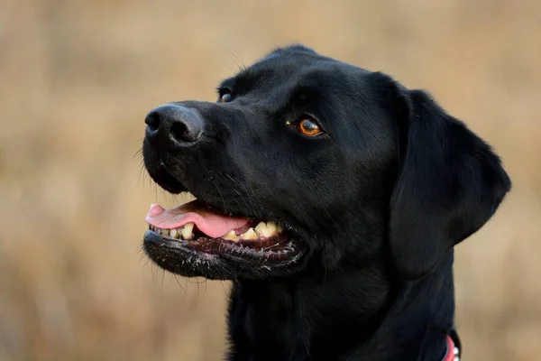 Schwarzer Labrador-Retriever — Stockfoto