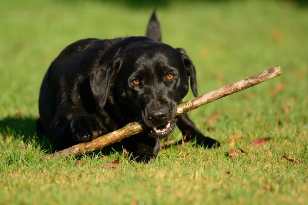 Zwarte Labrador kauwt op een stok — Stockfoto