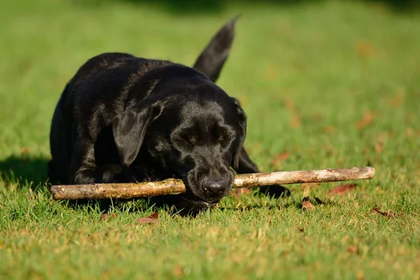 Labrador negro masticando un palo —  Fotos de Stock