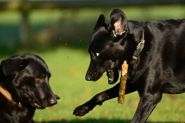 Due Labrador neri che giocano con un bastone — Foto Stock