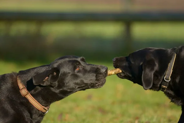 Twee zwarte Labradors spelen met een stok — Stockfoto