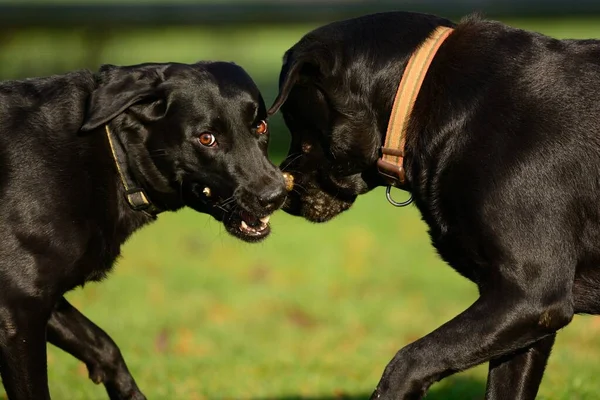 Két fekete labrador játszik egy bottal. — Stock Fotó