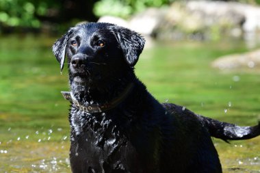 Siyah labrador suda oynamak