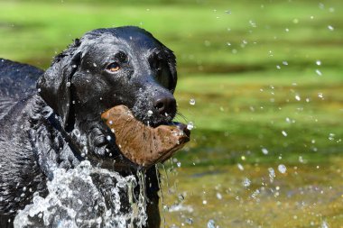 Labrador oyun zamanı