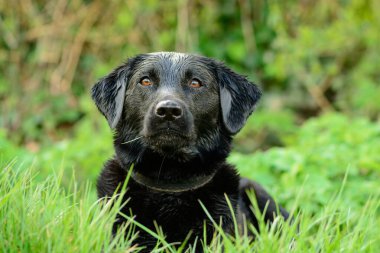 Siyah labrador