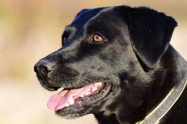 Siyah Labrador vesikalığı