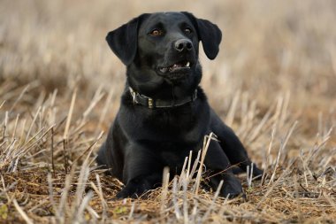 Bir tarlada Kara Labrador