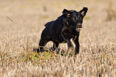 Labrador Retriever iş başında