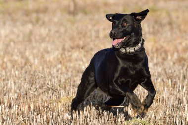 Labrador Retriever iş başında