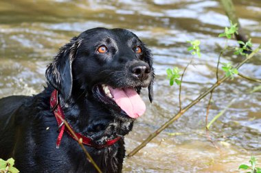 Siyah labrador