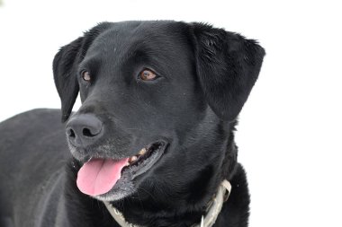 Kara Labrador karda av köpeği.