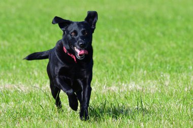 Siyah labrador