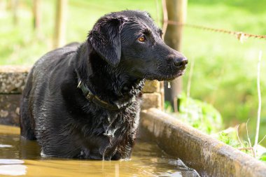 Kara Labrador bir su yalağında