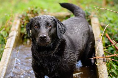 Kara Labrador bir su yalağında