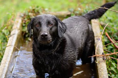 Kara Labrador bir su yalağında