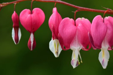 Kalp (Dicentra spectabilis kanama)