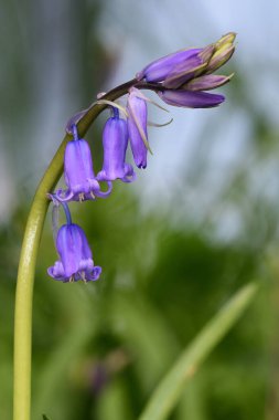 Bluebell (Hyacinthoides olmayan betik)
