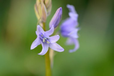 Bluebell (sümbül olmayan betik))